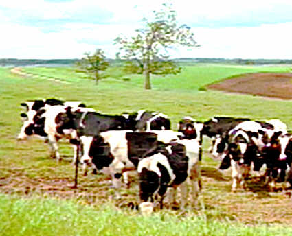 Mnsterland - neugierige Rinder schauen uns zu